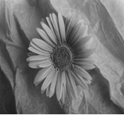 External site: April Daisies.